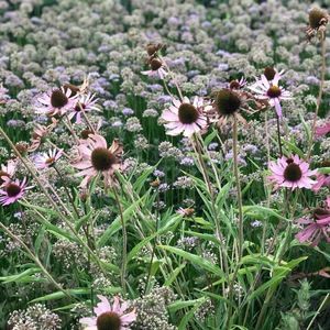 Meet your Posher, Reyna